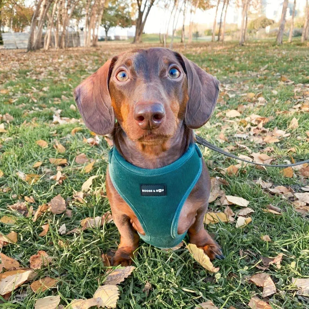 Moss Adjustable Corduroy Dog Harness