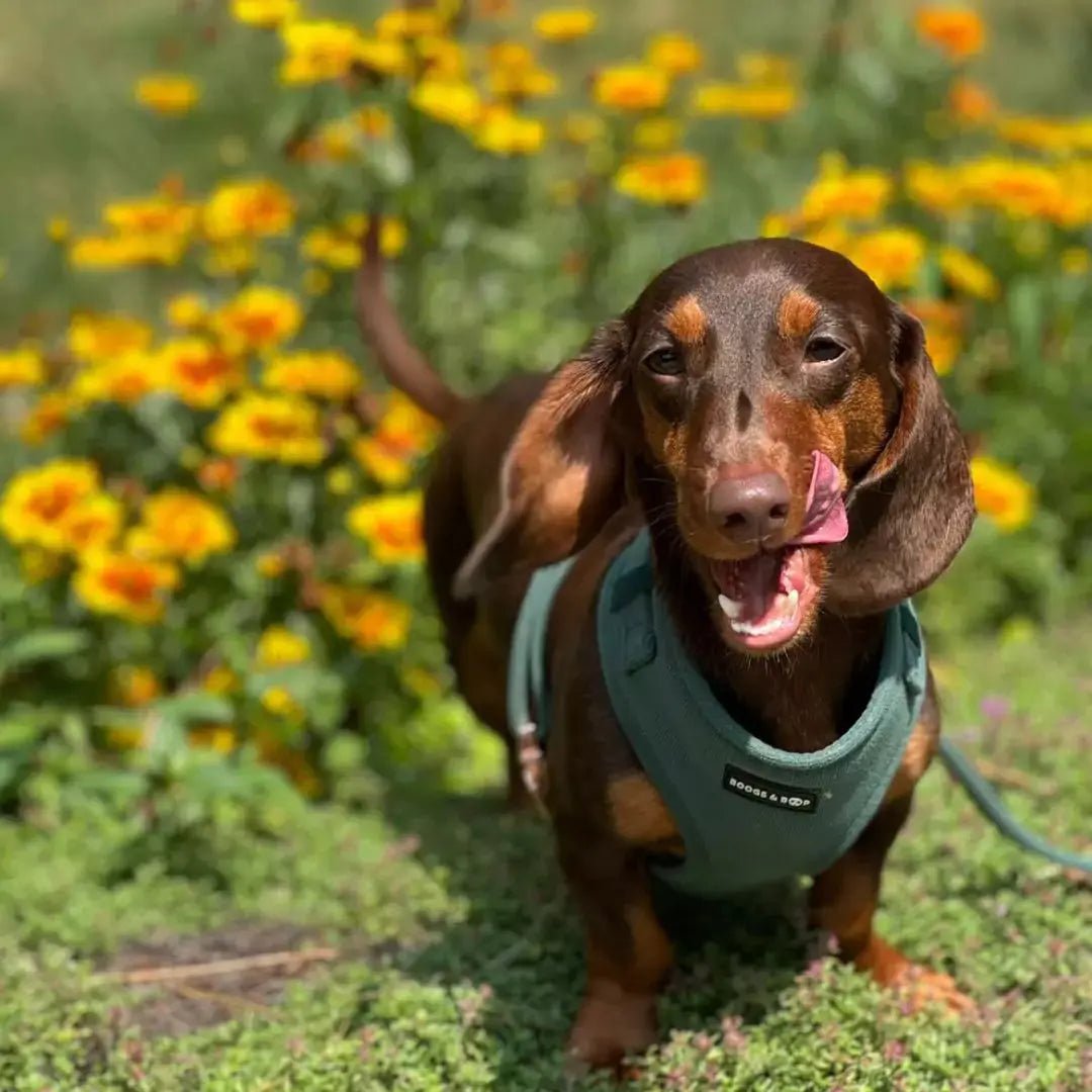 Moss Adjustable Corduroy Dog Harness - Leash & Lift