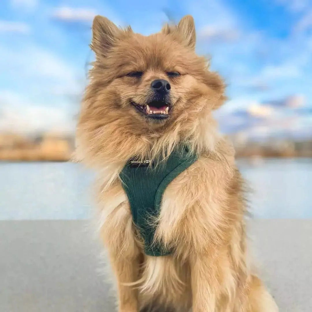 Moss Adjustable Corduroy Dog Harness - Leash & Lift